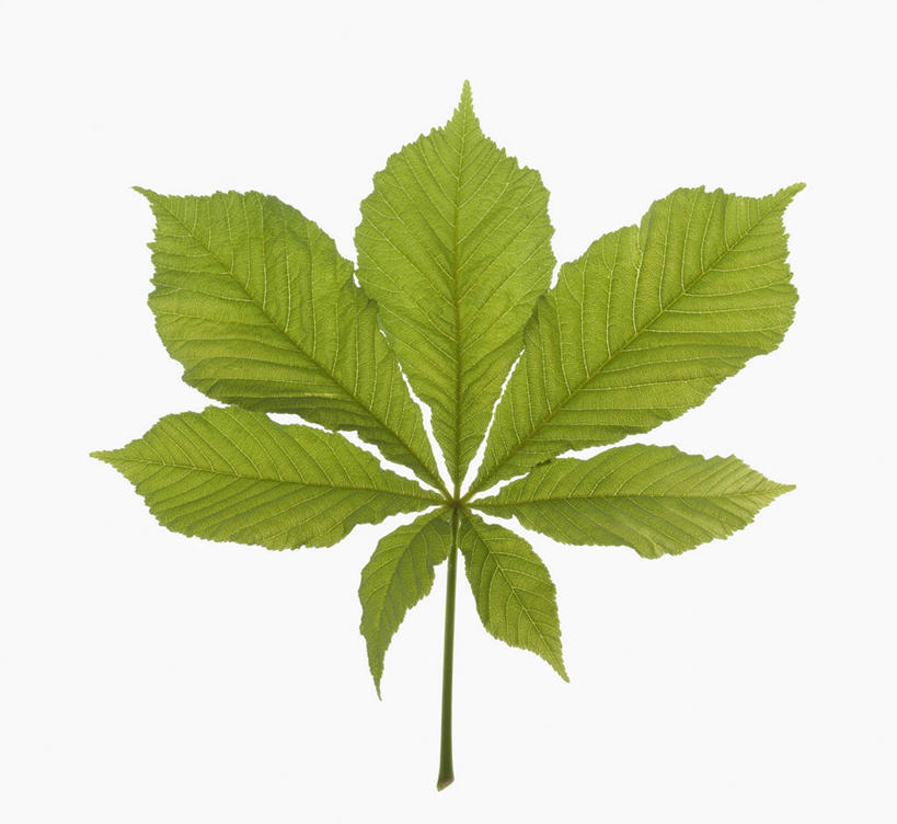 无人,横图,方图,室内,特写,白天,白色背景,美景,植物,叶子,英国,景观,树,一个,绿色,自然,景色,摄影,单个,清新,自然风光,七叶树,式样,彩图,影棚拍摄,对焦