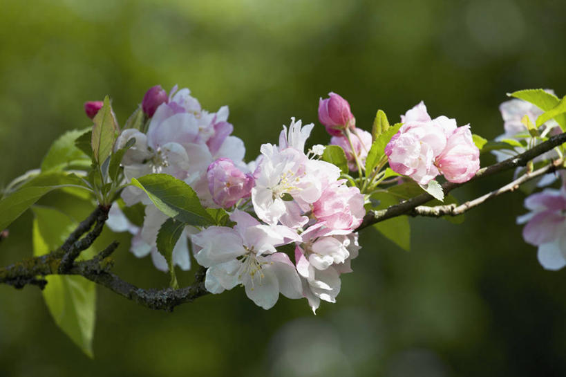 无人,横图,室外,特写,白天,美景,植物,苹果,英国,景观,花,花瓣,花朵,树,粉色,白色,自然,春天,景色,摄影,自然风光,苹果花,苹果树,落叶树,彩图,对焦