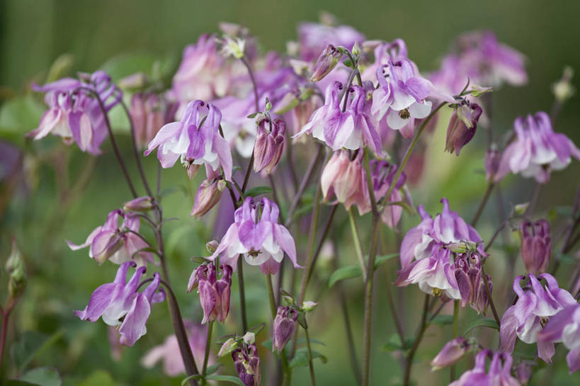 无人,横图,室外,特写,白天,美景,植物,英国,景观,花,花瓣,粉色,自然,春天,夏天,景色,摄影,自然风光,耧斗菜,彩图,对焦,多年生植物
