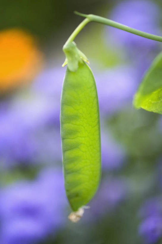 无人,竖图,室外,特写,白天,留白,美景,植物,蔬菜,英国,景观,食品,饮食,绿色,自然,夏天,景色,摄影,清新,自然风光,豌豆系,彩图