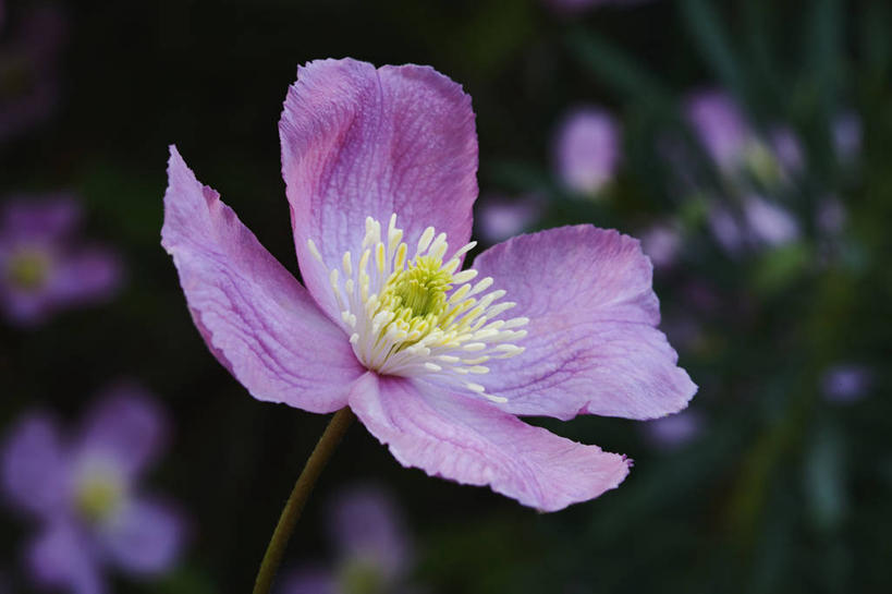 无人,横图,室外,特写,白天,美景,植物,英国,景观,铁线莲,花,花瓣,一个,粉色,自然,春天,夏天,景色,摄影,单个,自然风光,彩图,对焦,多年生植物