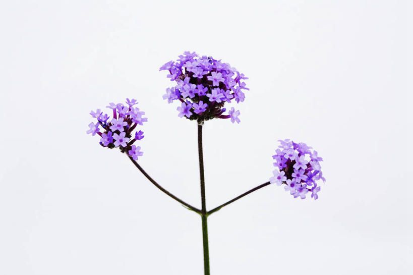 无人,横图,室内,特写,白天,白色背景,侧面,美景,植物,英国,景观,草药,药草,中药,花,三个,紫色,自然,夏天,景色,摄影,马鞭草,自然风光,药材,中草药,中药材,本草,龙牙草,凤颈草,野荆芥,紫顶龙芽草,彩图,影棚拍摄,对焦,多年生植物