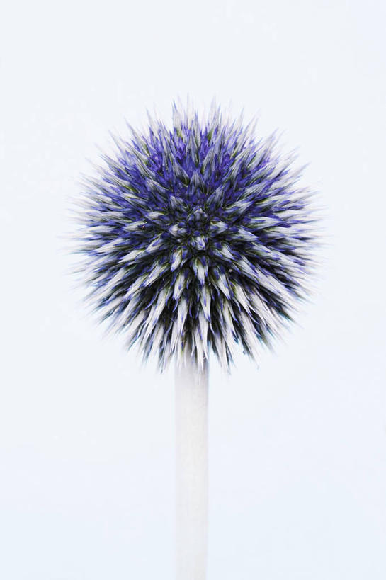 无人,竖图,室内,特写,白天,白色背景,侧面,美景,植物,英国,盛开,景观,花蕾,花,花瓣,花朵,鲜花,一朵,一个,蓝色,紫色,自然,夏天,花苞,花蕊,蓟,景色,摄影,单个,荆棘,自然风光,蓝刺头,彩图,影棚拍摄,对焦,多年生植物