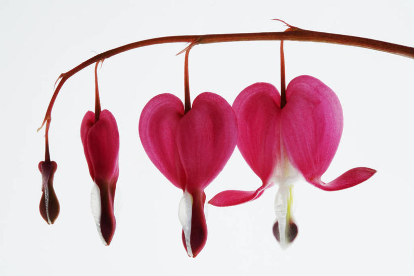 无人,横图,室内,特写,白天,白色背景,侧面,美景,植物,英国,景观,花,三个,粉色,红色,自然,春天,景色,摄影,自然风光,荷包牡丹,彩图,影棚拍摄,对焦,多年生植物