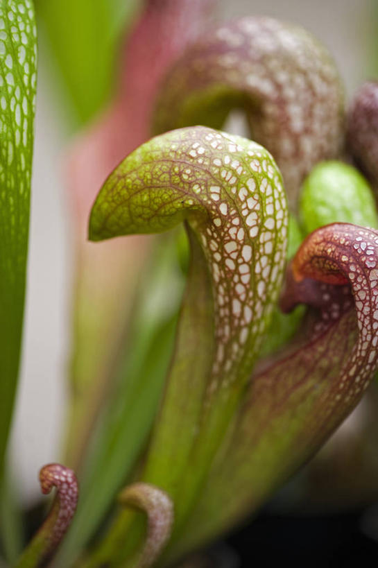 血管,无人,竖图,室外,特写,白天,美景,植物,英国,景观,花,红色,绿色,自然,景色,摄影,生长,成长,自然风光,式样,彩图,对焦