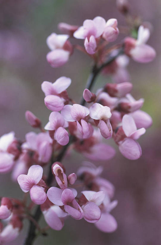 无人,竖图,室外,特写,白天,美景,植物,英国,景观,花,花瓣,花朵,树,粉色,自然,春天,景色,摄影,灌木,自然风光,落叶树,彩图,紫荆树,对焦