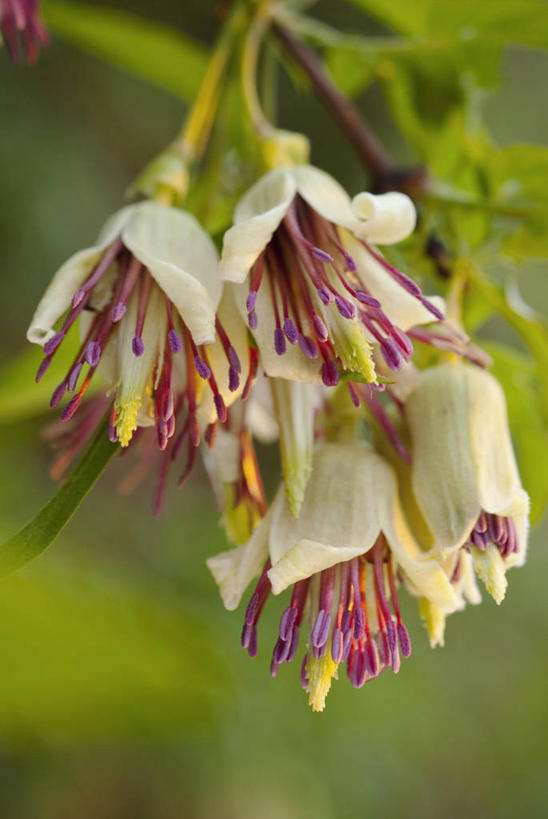 无人,攀登,竖图,室外,特写,白天,美景,植物,英国,景观,冬天,铁线莲,花,花瓣,粉色,自然,景色,摄影,自然风光,常绿树,彩图,对焦