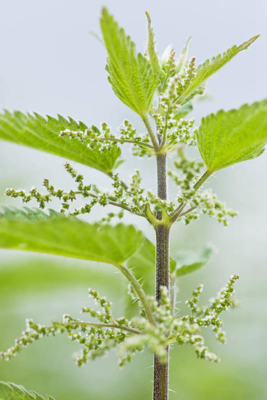 无人,竖图,室外,特写,白天,美景,植物,叶子,英国,景观,食品,野花,饮食,绿色,自然,夏天,景色,摄影,自然风光,刺荨麻,彩图,对焦