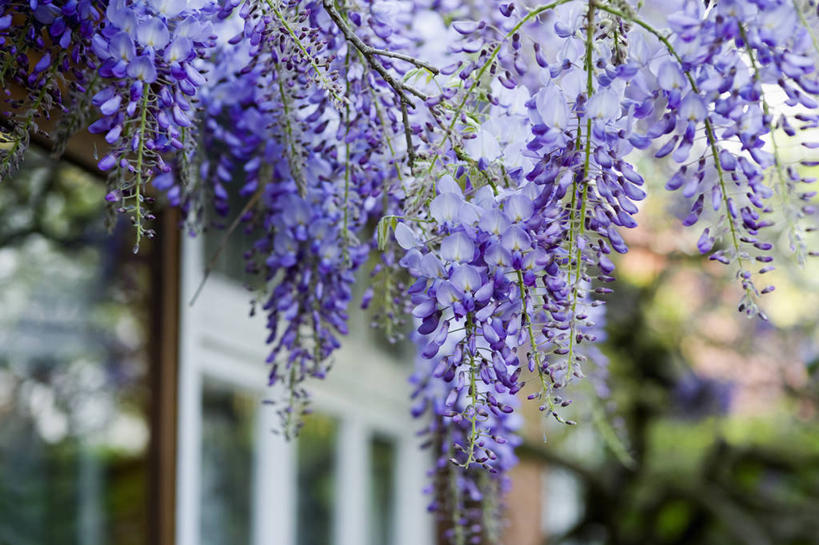 无人,攀登,横图,室外,特写,白天,美景,植物,英国,景观,紫藤,花,花瓣,紫色,自然,春天,景色,摄影,灌木,自然风光,落叶树,柴郡,彩图,对焦