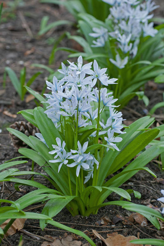无人,竖图,室外,特写,白天,美景,植物,蔬菜,英国,新鲜,景观,食品,花,花瓣,食物,蓝色,白色,自然,春天,景色,摄影,有机食品,绿色食品,自然风光,野风信子,彩图