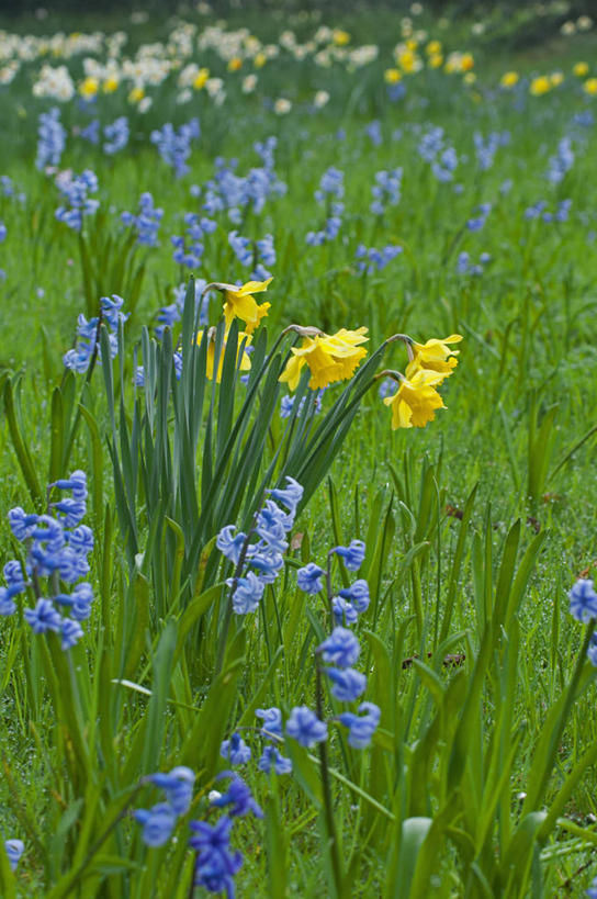 无人,竖图,室外,白天,草坪,美景,植物,风信子,水仙花,蔬菜,英国,新鲜,景观,食品,花,食物,黄色,蓝色,自然,春天,景色,摄影,有机食品,绿色食品,多样,自然风光,彩图