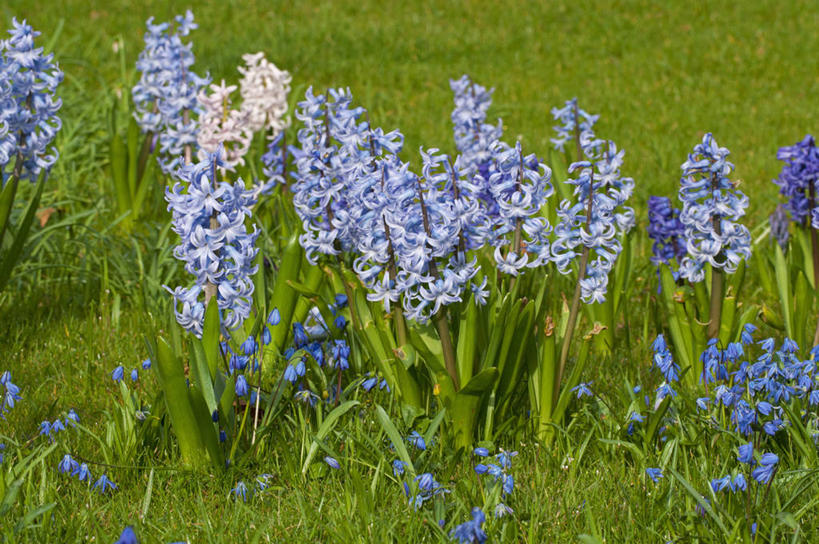无人,横图,室外,白天,美景,植物,风信子,蔬菜,英国,新鲜,景观,食品,花,花瓣,食物,蓝色,自然,春天,景色,摄影,有机食品,绿色食品,自然风光,彩图