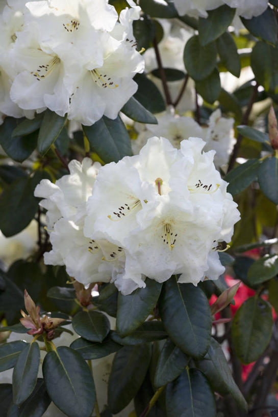 无人,竖图,室外,特写,白天,美景,植物,杜鹃花,英国,景观,杜鹃,花,花瓣,白色,自然,春天,景色,摄影,灌木,喜悦,克制,自然风光,红杜鹃,满山红,清明花,清时,山踯躅,红踯躅,节制,欣喜,山石榴,映山红,彩图,对焦