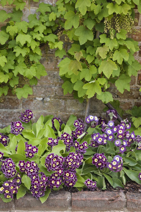 无人,竖图,室外,白天,美景,植物,英国,花坛,景观,花,粉色,紫色,自然,景色,摄影,自然风光,樱草花,苏塞克斯,彩图,多年生植物