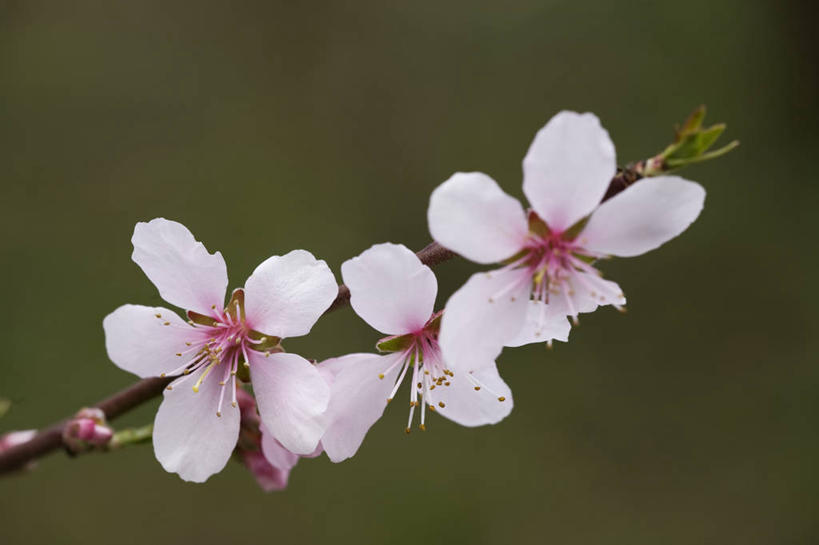 无人,横图,室外,特写,白天,留白,美景,植物,杏仁,英国,景观,果树,花,花瓣,花朵,树,树木,粉色,绿色,白色,自然,春天,景色,摄影,生长,成长,自然风光,落叶树,杏树,彩图,对焦