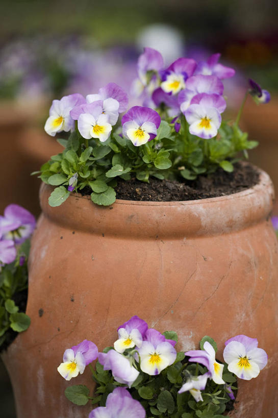 无人,竖图,室外,特写,白天,美景,植物,紫罗兰,花盆,英国,景观,三色堇,花,花瓣,粉色,白色,自然,容器,景色,摄影,粘土,自然风光,柔焦,三色紫罗兰,彩图