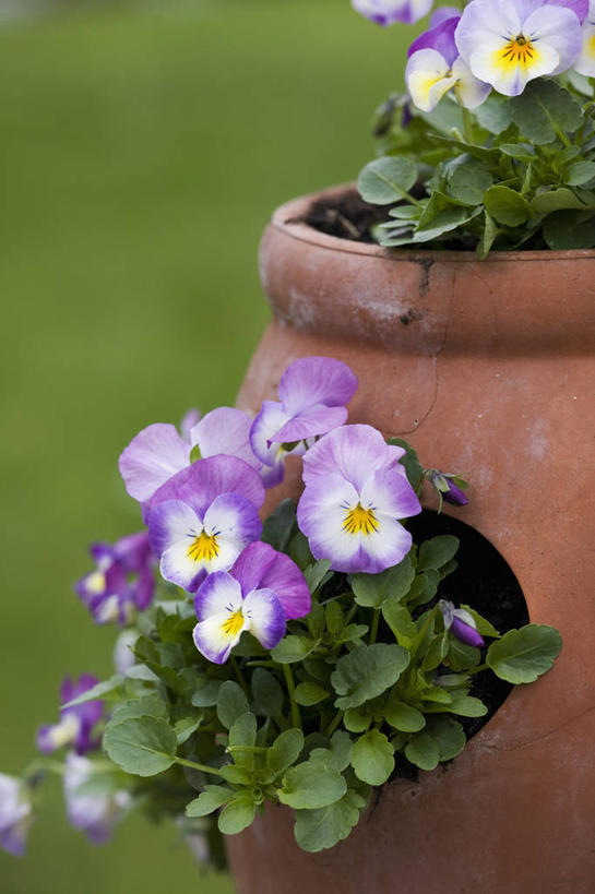 无人,竖图,室外,特写,白天,留白,美景,植物,紫罗兰,花盆,英国,景观,三色堇,花,花瓣,粉色,白色,自然,容器,景色,摄影,粘土,自然风光,柔焦,三色紫罗兰,彩图,对焦