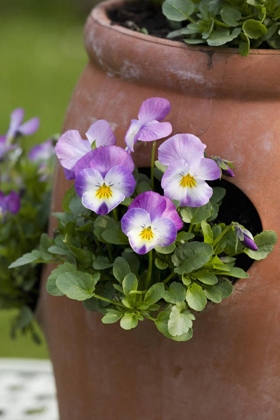 无人,竖图,室外,特写,白天,美景,植物,紫罗兰,花盆,英国,景观,三色堇,花,花瓣,粉色,白色,自然,容器,景色,摄影,粘土,自然风光,柔焦,三色紫罗兰,彩图