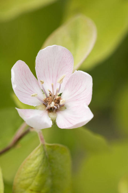 无人,竖图,室外,特写,白天,留白,美景,植物,英国,盛开,景观,花蕾,花,花瓣,花朵,鲜花,一朵,粉色,白色,自然,春天,花苞,花蕊,景色,摄影,灌木,清新,自然风光,柔焦,落叶树,温柏,彩图