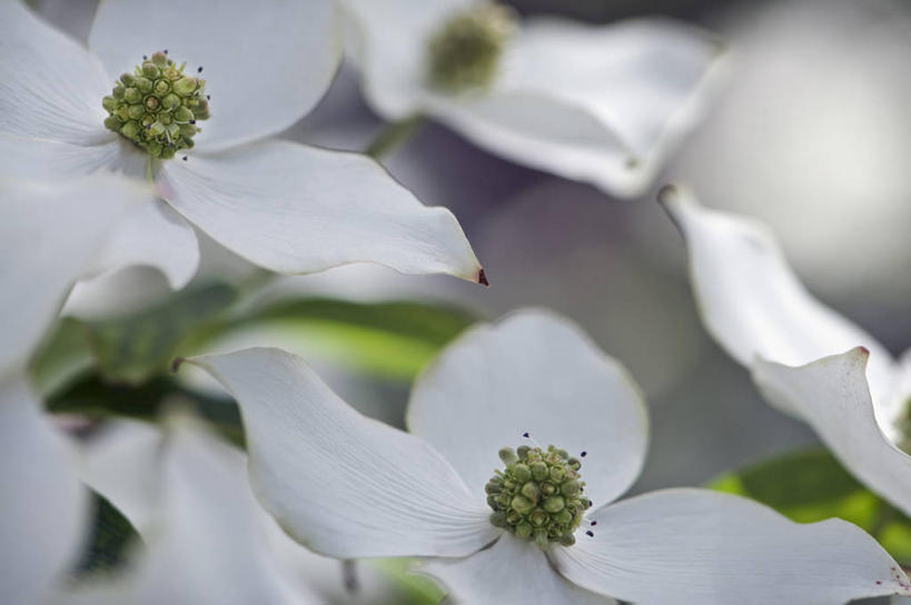 无人,横图,室外,特写,白天,美景,植物,英国,盛开,景观,花蕾,花,花瓣,花朵,鲜花,两个,白色,自然,春天,花苞,花蕊,景色,摄影,灌木,自然风光,山茱萸,落叶树,山萸肉,山芋肉,蜀酸枣,天木籽,药枣,萸肉,枣皮,彩图,对焦