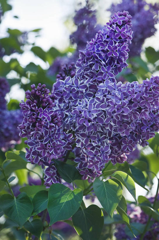 无人,竖图,室外,特写,白天,美景,植物,丁香花,英国,景观,花,花朵,紫色,自然,春天,景色,摄影,灌木,自然风光,彩图,对焦