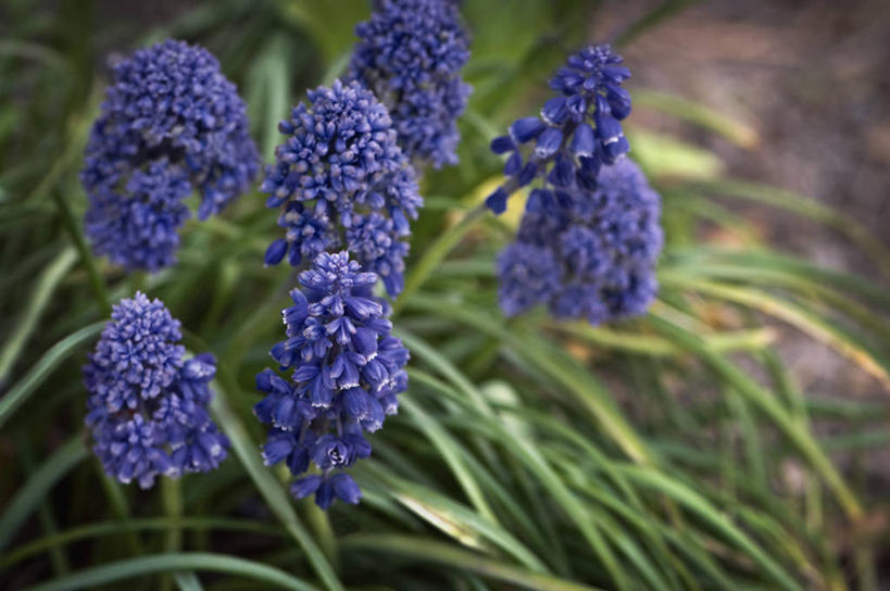 无人,横图,室外,特写,白天,美景,植物,蔬菜,英国,新鲜,景观,食品,花,花瓣,食物,蓝色,自然,春天,景色,摄影,有机食品,绿色食品,自然风光,葡萄风信子,彩图,对焦