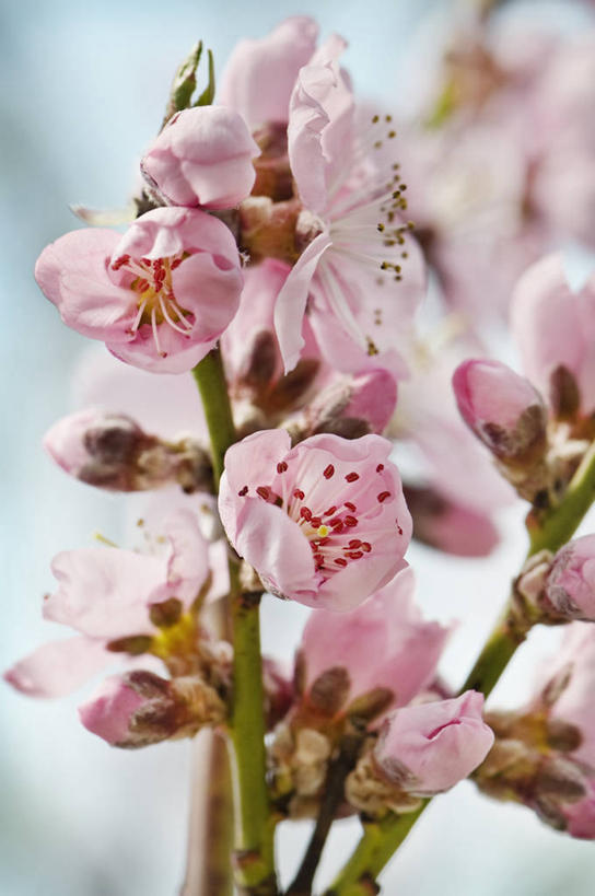 无人,果园,竖图,室外,特写,白天,美景,植物,英国,景观,果树,油桃,花,花瓣,花朵,树,桃树,粉色,自然,春天,景色,摄影,自然风光,落叶树,彩图