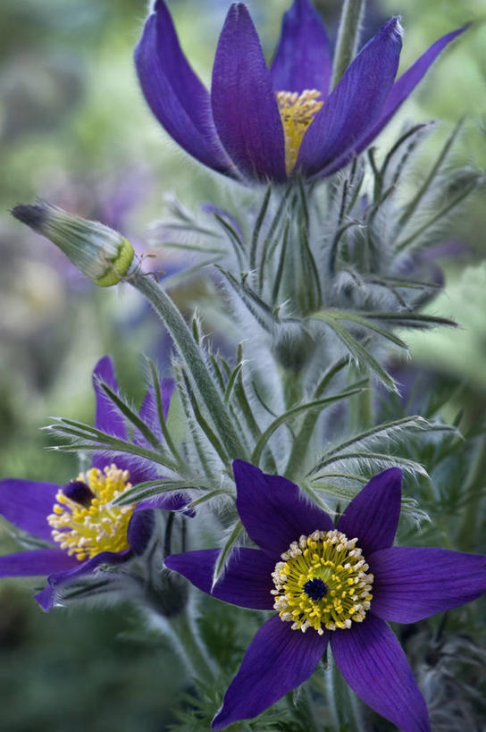 无人,竖图,室外,特写,白天,美景,植物,白头翁,叶子,英国,景观,花,花瓣,三个,紫色,灰色,自然,景色,摄影,自然风光,彩图,对焦,多年生植物