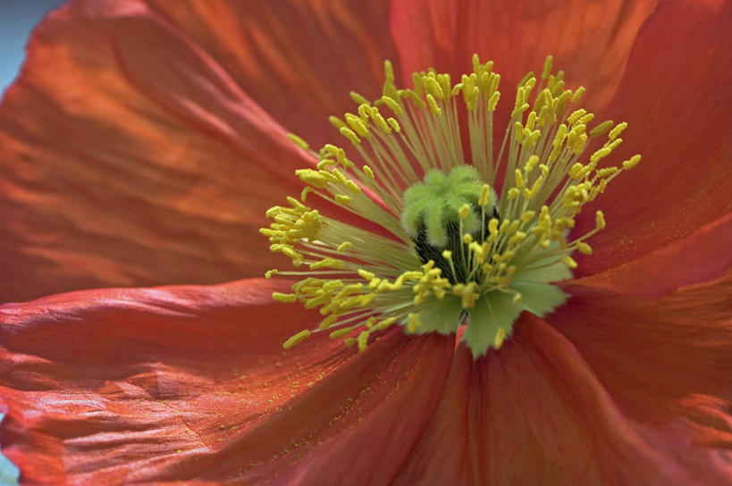 无人,横图,彩色,室外,特写,白天,美景,植物,英国,景观,花,花瓣,一个,红色,自然,夏天,橙色,景色,摄影,单个,五颜六色,色彩斑斓,脆弱,雄蕊,自然风光,五彩缤纷,五彩斑斓,冰岛罂粟,五光十色,彩图,全画面,全框架,全帧,全画幅,对焦,多年生植物