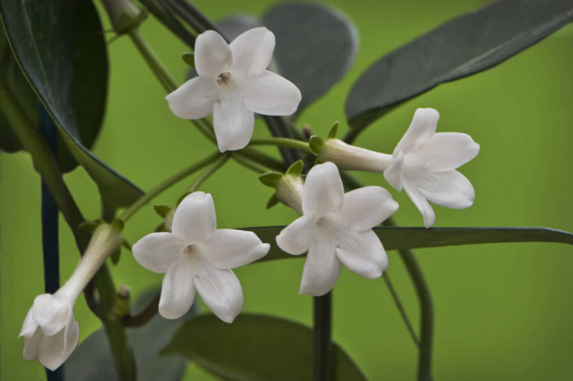 无人,攀登,横图,室外,特写,白天,美景,植物,英国,绿色背景,景观,花,花瓣,茉莉,白色,自然,夏天,景色,摄影,清新,自然风光,彩图,对焦