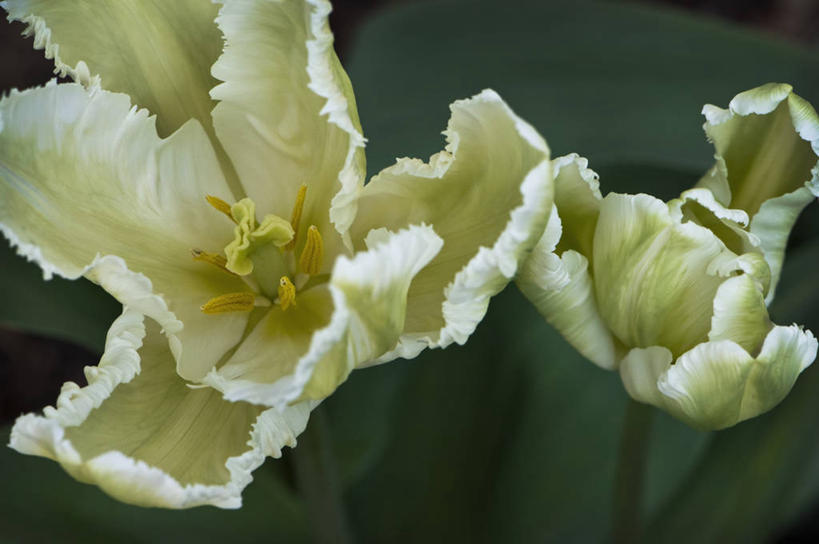 无人,横图,俯视,室外,特写,白天,美景,植物,郁金香,蔬菜,英国,新鲜,景观,食品,花,花瓣,食物,两个,绿色,自然,春天,景色,摄影,有机食品,绿色食品,鹦鹉郁金香,自然风光,彩图,高角度拍摄,对焦