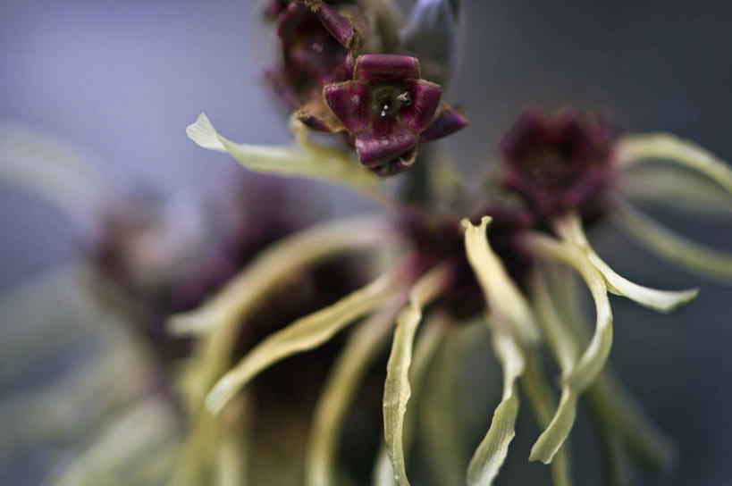 无人,横图,竖图,室外,特写,白天,留白,美景,植物,英国,景观,冬天,褐色,花,花瓣,树,两个,黄色,自然,奶油,景色,摄影,自然风光,柔焦,落叶树,彩图,北美金缕梅