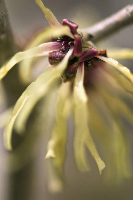 无人,竖图,室外,特写,白天,美景,植物,英国,景观,冬天,花,花瓣,树,一个,黄色,自然,景色,摄影,单个,自然风光,落叶树,彩图,北美金缕梅,对焦