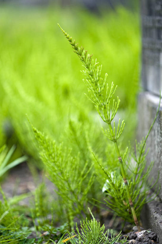 无人,竖图,室外,特写,白天,美景,植物,叶子,英国,景观,绿色,自然,景色,马尾,摄影,清新,自然风光,常绿树,灯心草,彩图,对焦