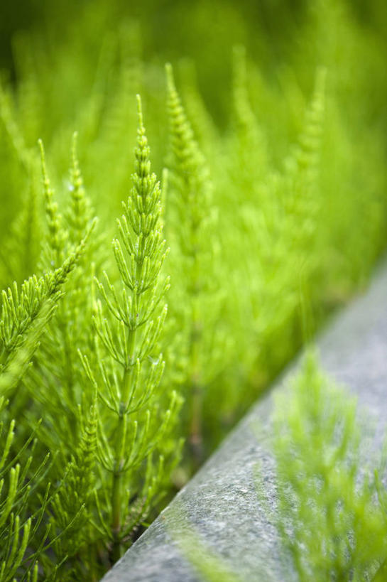 无人,竖图,室外,特写,白天,美景,植物,叶子,英国,景观,绿色,自然,景色,马尾,摄影,清新,自然风光,常绿树,灯心草,彩图