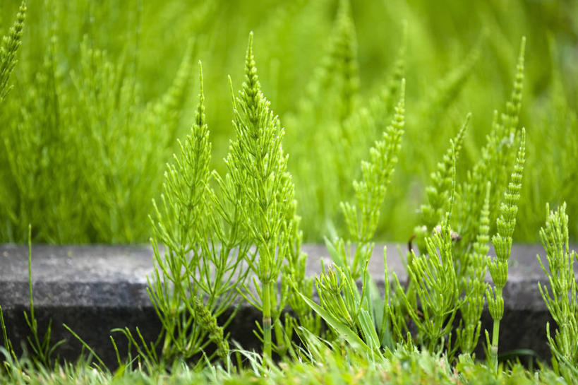 无人,横图,室外,特写,白天,美景,植物,叶子,英国,景观,绿色,自然,景色,马尾,摄影,清新,自然风光,常绿树,灯心草,彩图,对焦