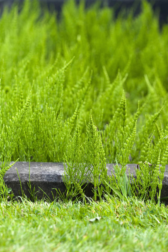 无人,竖图,室外,特写,白天,美景,植物,叶子,英国,景观,绿色,自然,景色,马尾,摄影,清新,自然风光,常绿树,灯心草,彩图,对焦