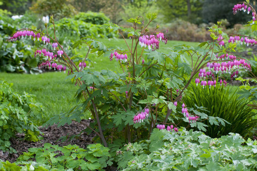 无人,横图,室外,白天,美景,植物,叶子,英国,花坛,景观,花,粉色,绿色,自然,春天,景色,摄影,自然风光,荷包牡丹,彩图