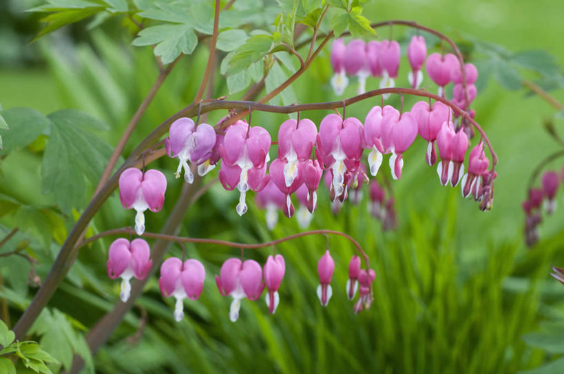 无人,横图,室外,特写,白天,美景,植物,英国,景观,花,花瓣,粉色,自然,春天,景色,摄影,自然风光,荷包牡丹,彩图,对焦