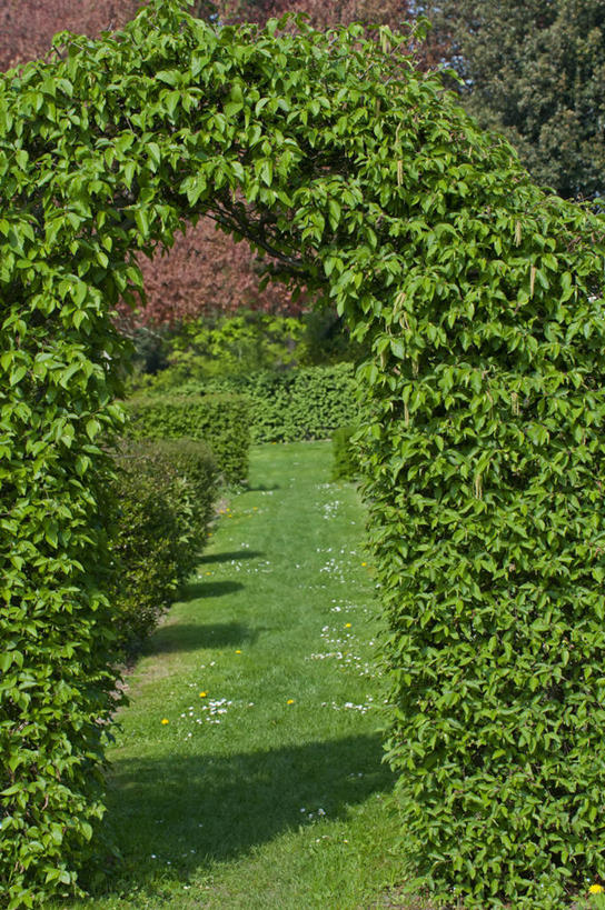 无人,竖图,室外,白天,美景,植物,英国,景观,拱门,小路,草,自然,春天,景色,摄影,园林,自然风光,曲别针,落叶树,山毛榉树,树篱,彩图,花园路