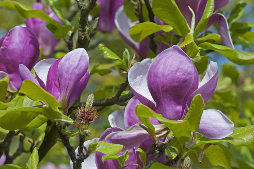 无人,横图,室外,特写,白天,美景,植物,英国,景观,花,花瓣,树,自然,春天,景色,摄影,自然风光,落叶树,郁金香树,彩图,对焦