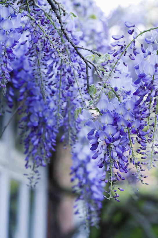 无人,攀登,竖图,室外,特写,白天,美景,植物,英国,景观,紫藤,花,花瓣,紫色,自然,春天,景色,摄影,灌木,自然风光,落叶树,柴郡,彩图,对焦