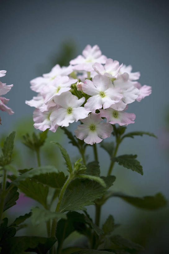 无人,竖图,室外,特写,白天,美景,植物,英国,灰色背景,景观,草药,药草,床上用品,中药,花,花瓣,一个,粉色,白色,灰色,自然,夏天,景色,摄影,单个,马鞭草,自然风光,药材,中草药,苍白,中药材,本草,龙牙草,凤颈草,野荆芥,紫顶龙芽草,彩图,对焦