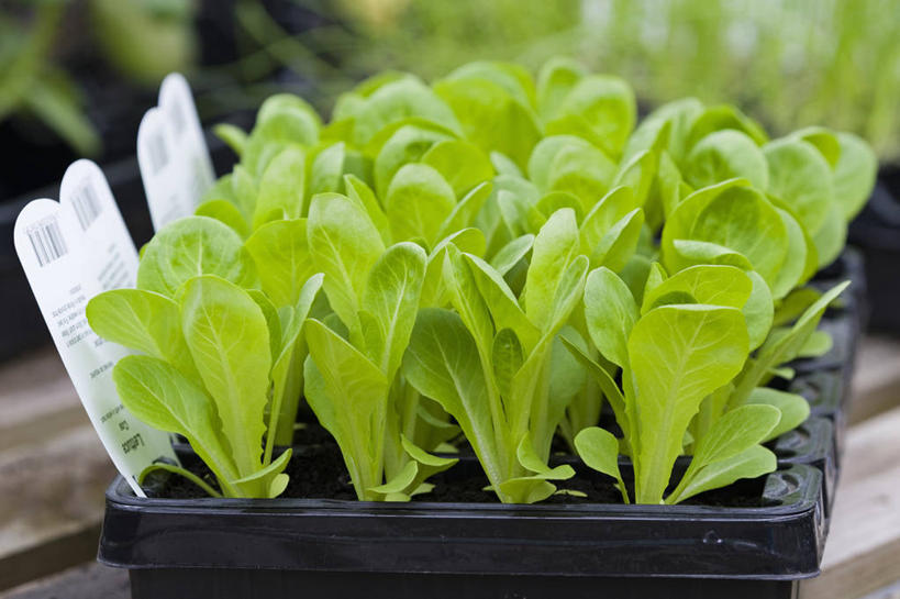 无人,横图,室外,特写,白天,侧面,美景,植物,蔬菜,叶子,英国,新鲜,景观,园艺,生菜,莴苣,沙拉,食品,设备,饮食,物品,食物,绿色,自然,景色,摄影,有机食品,绿色食品,生长,清新,自然风光,健康食物,秧苗,春菜,鹅仔菜,莴仔菜,千金菜,叶用莴苣,彩图,罗马生菜,对焦