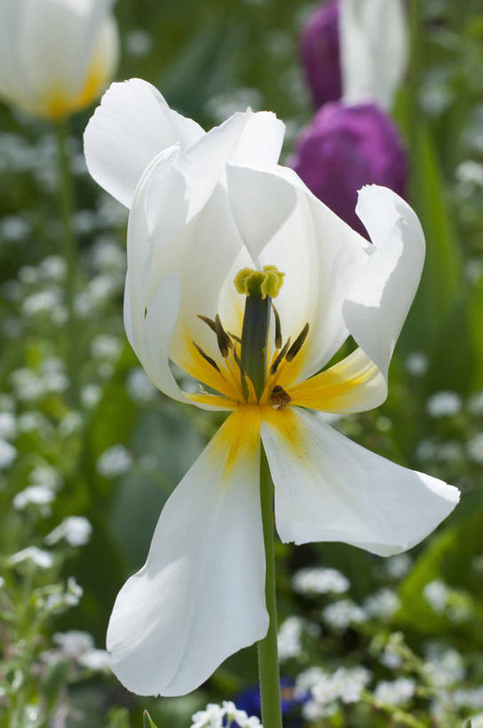 无人,竖图,室外,特写,白天,美景,植物,郁金香,蔬菜,英国,新鲜,景观,食品,花,花瓣,食物,白色,自然,春天,景色,摄影,有机食品,绿色食品,雌蕊,雄蕊,自然风光,彩图