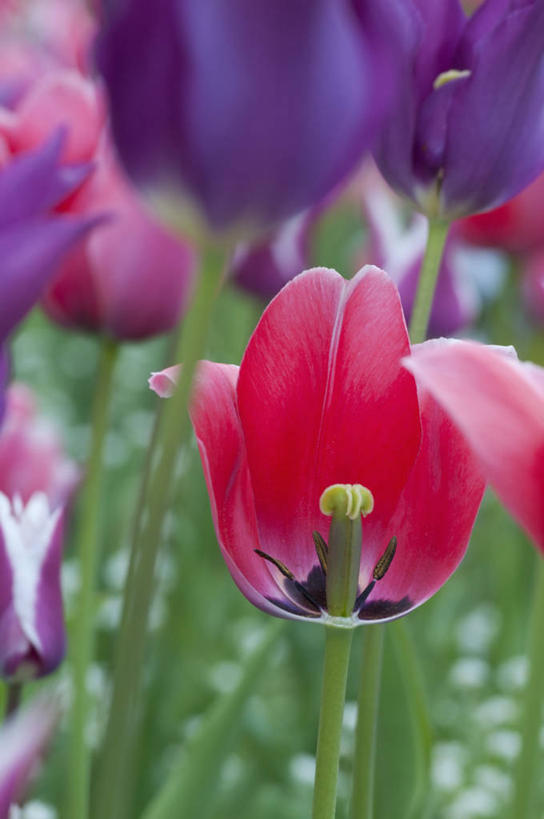 无人,竖图,室外,特写,白天,美景,植物,郁金香,蔬菜,英国,新鲜,景观,食品,花,花瓣,食物,粉色,红色,自然,春天,景色,摄影,有机食品,绿色食品,雌蕊,雄蕊,自然风光,彩图,对焦