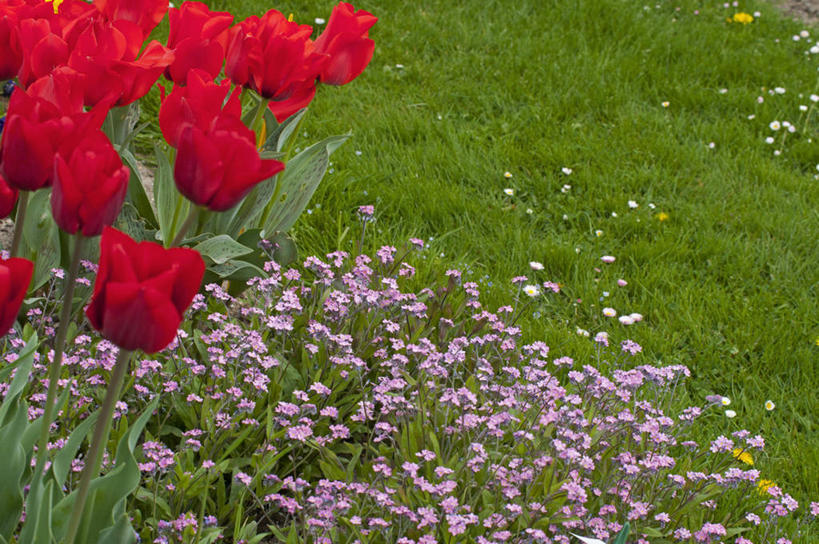 无人,横图,室外,白天,美景,植物,勿忘我,蔬菜,英国,新鲜,景观,食品,花,食物,粉色,红色,自然,春天,景色,摄影,有机食品,绿色食品,多样,自然风光,彩图,对焦
