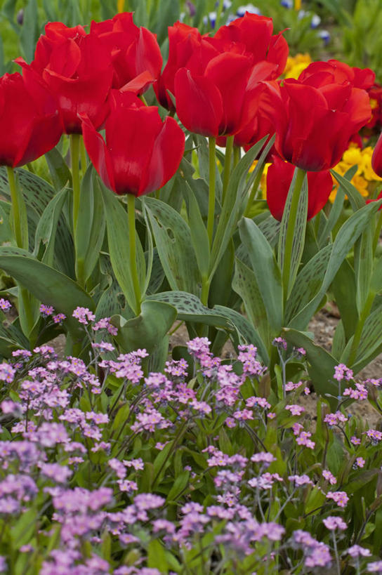 无人,竖图,室外,特写,白天,美景,植物,勿忘我,蔬菜,英国,新鲜,景观,食品,花,食物,粉色,红色,自然,春天,景色,摄影,有机食品,绿色食品,多样,自然风光,彩图,对焦