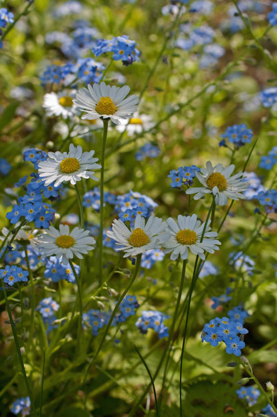 无人,竖图,室外,特写,白天,美景,植物,勿忘我,英国,景观,花,花瓣,蓝色,白色,自然,春天,景色,摄影,多样,自然风光,大滨菊,彩图,多年生植物