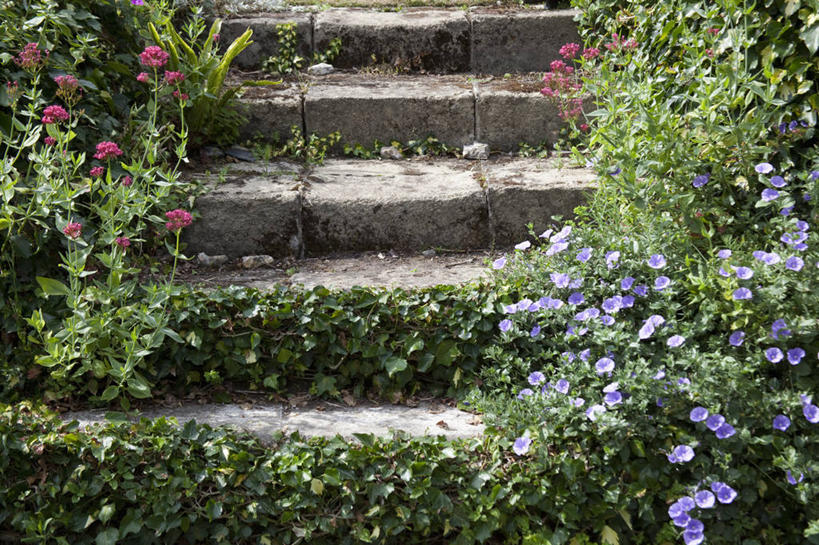 无人,横图,室外,白天,美景,植物,喇叭花,英国,景观,小路,常春藤,台阶,花,自然,夏天,景色,摄影,多样,自然风光,彩图,打破碗花,打碗花,篱打碗,篱打碗花,篱天剑,旋花
